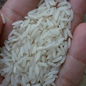 تصویر 2 از پخش مستقیم برنج فجر گرگان با قیمت رقابتی